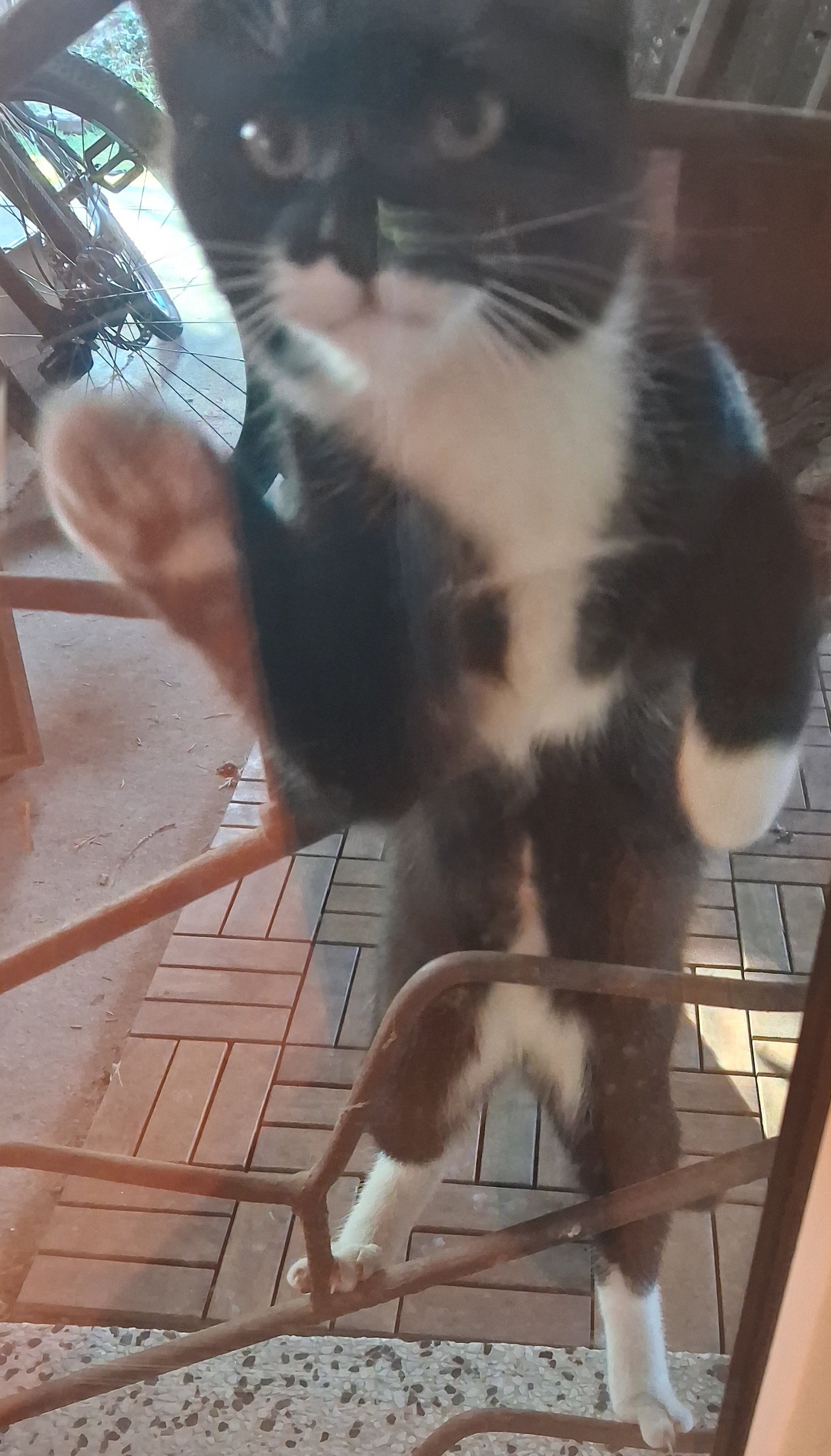 cat