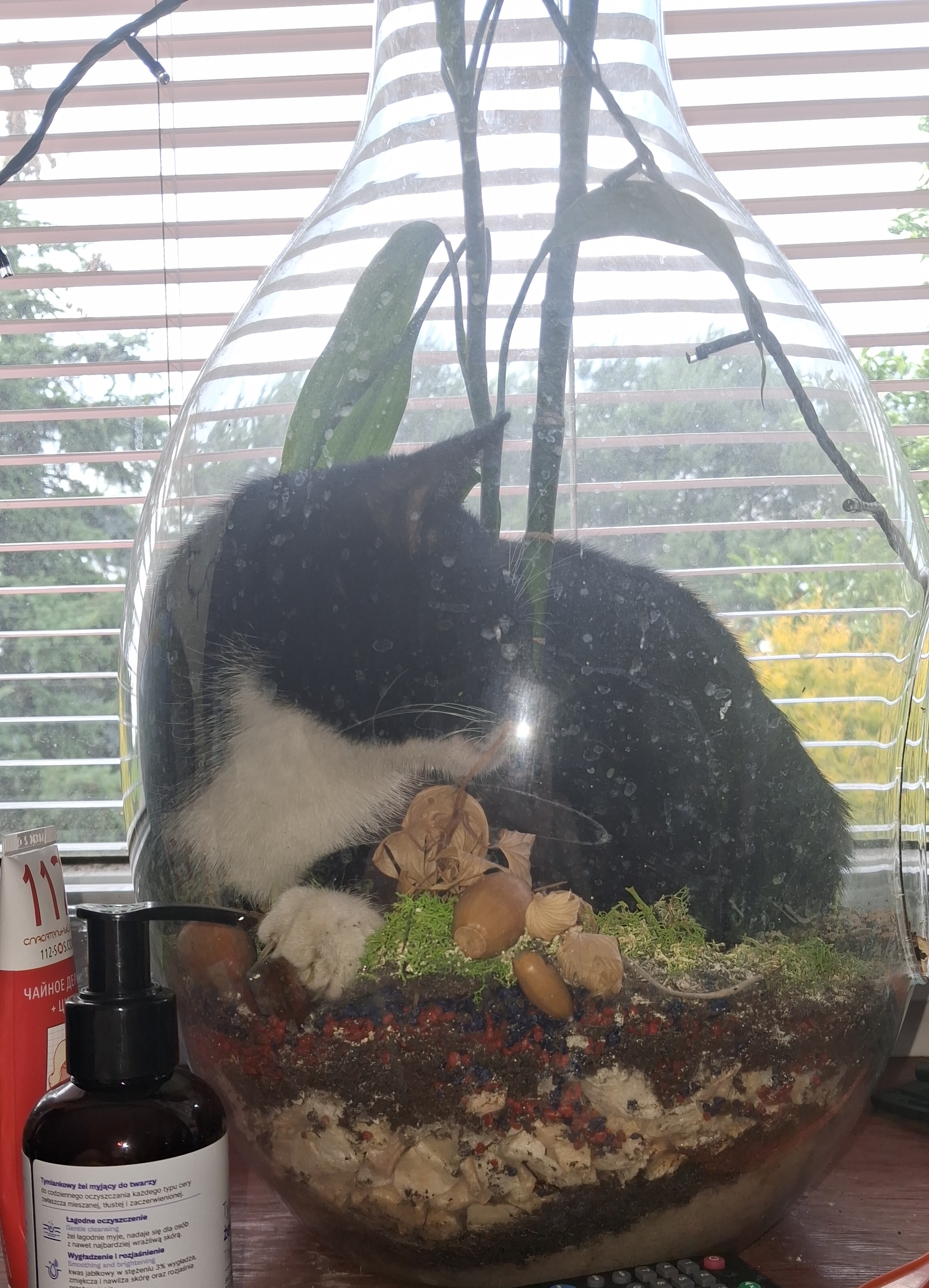 cat