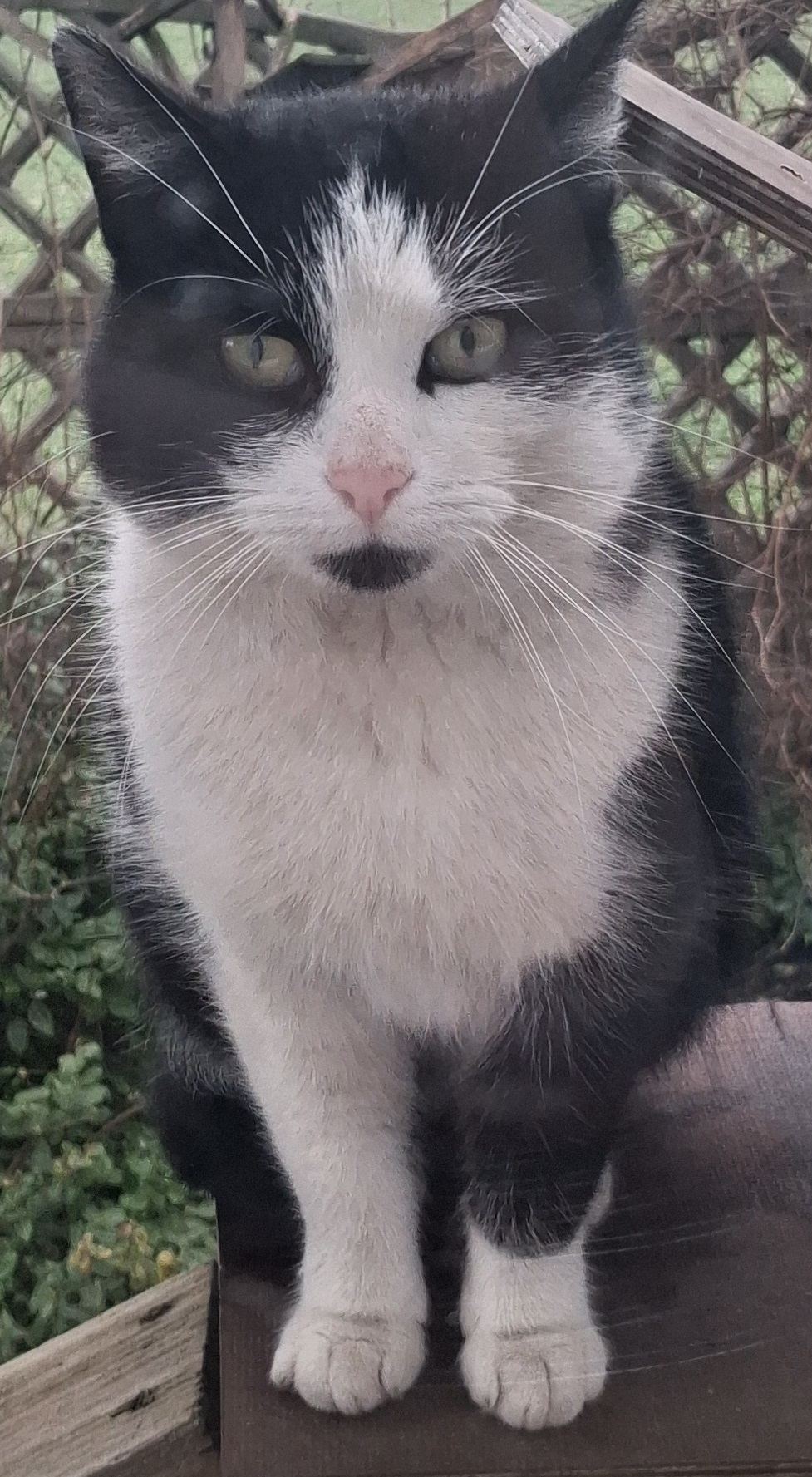 cat